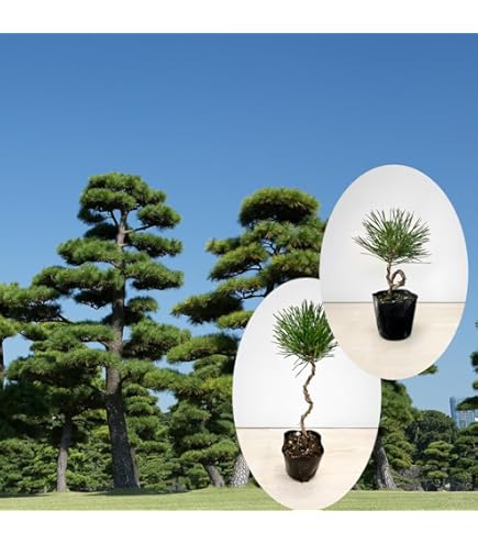 Amazon.co.jp: （山野草）盆栽 マツ（松）クロマツ（黒松）苗 樹形